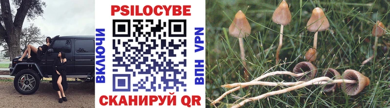 Галлюциногенные грибы Psilocybine cubensis  Новочеркасск 