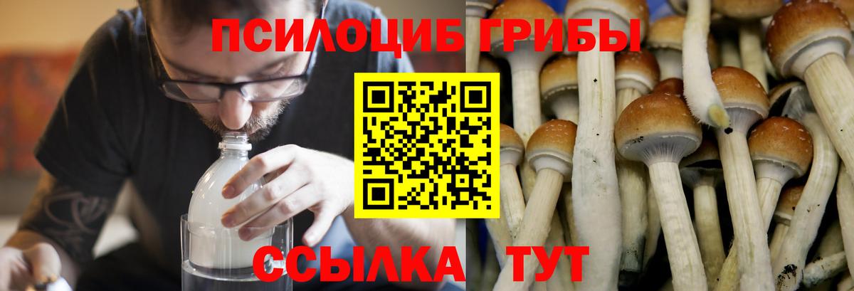 Новочеркасск  Галлюциногенные грибы Psilocybe  Псилоцибиновые грибы прущие грибы  Вход с VPN 